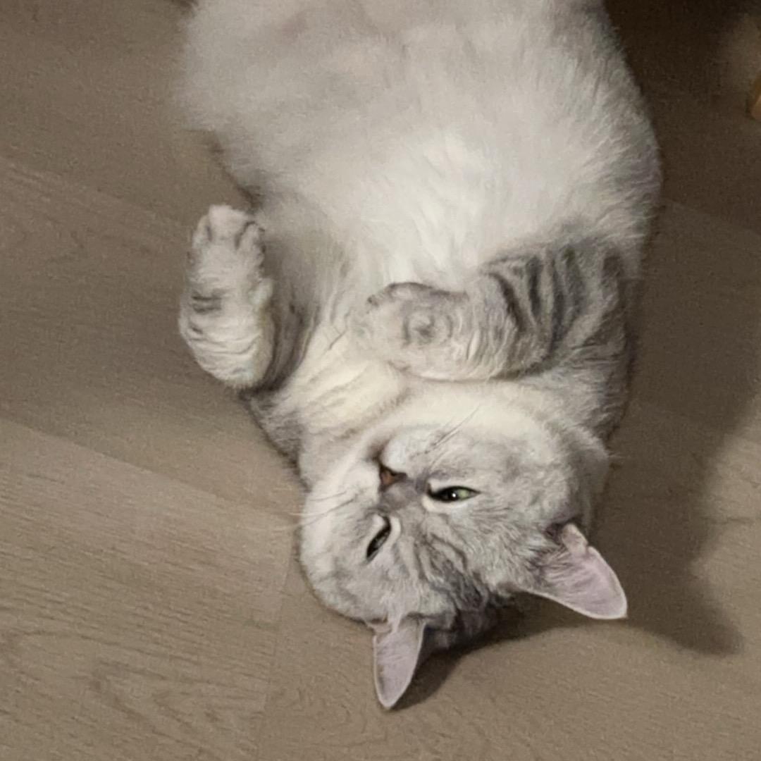 阿阳.