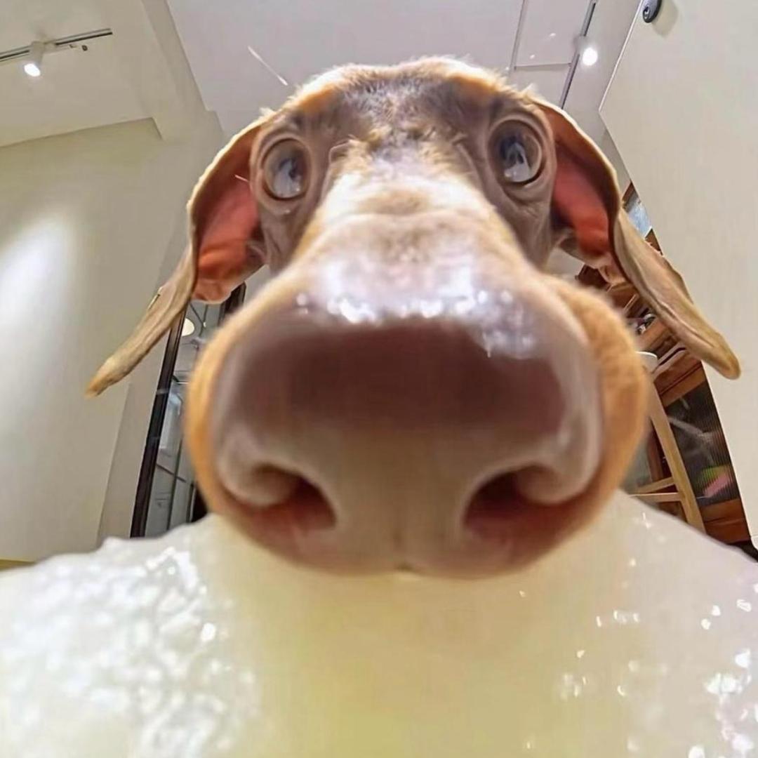 爱吃蛋卷的迪达