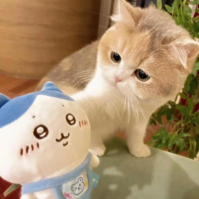 晕船中…