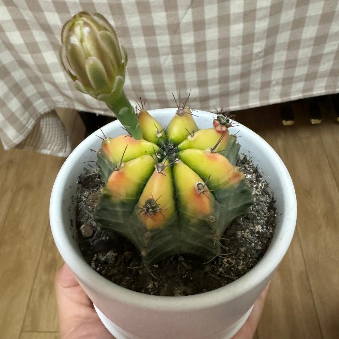 柿子🌱