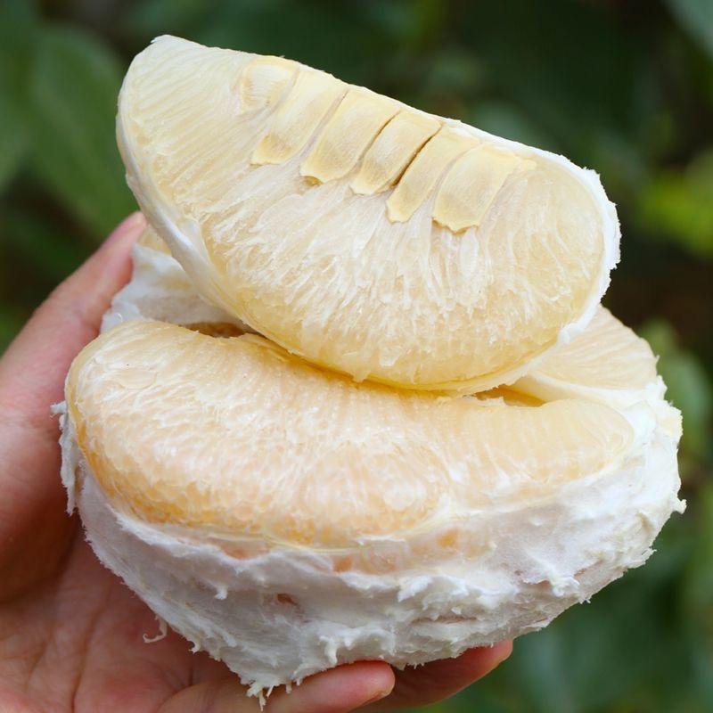 梅州特产金柚之乡