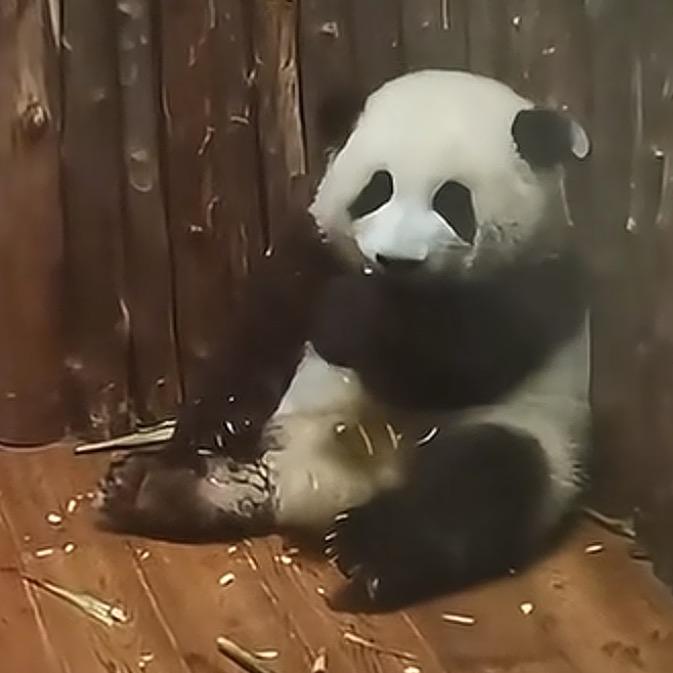 丢你一个小鱼干