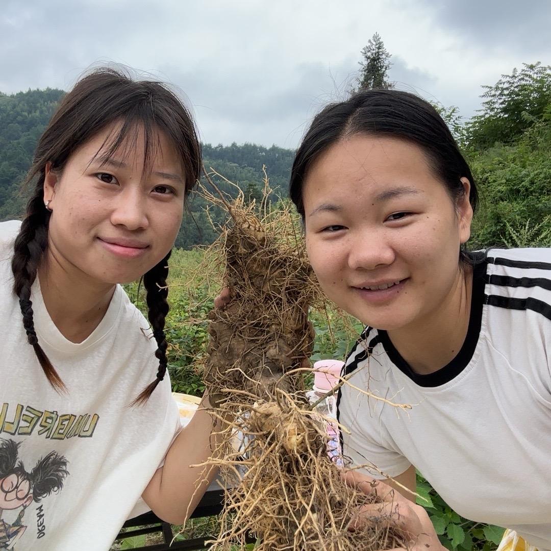 秀山姐妹花