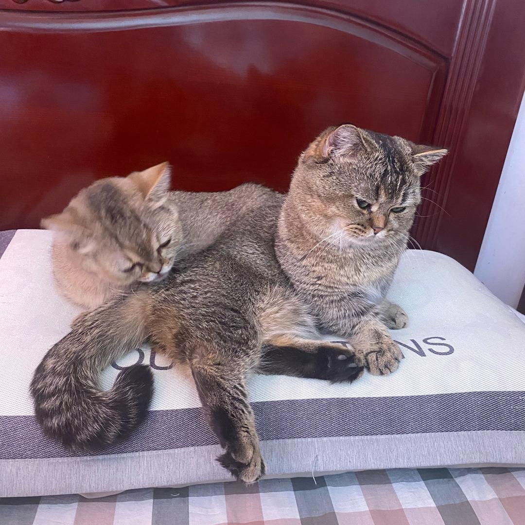 团子的小日常