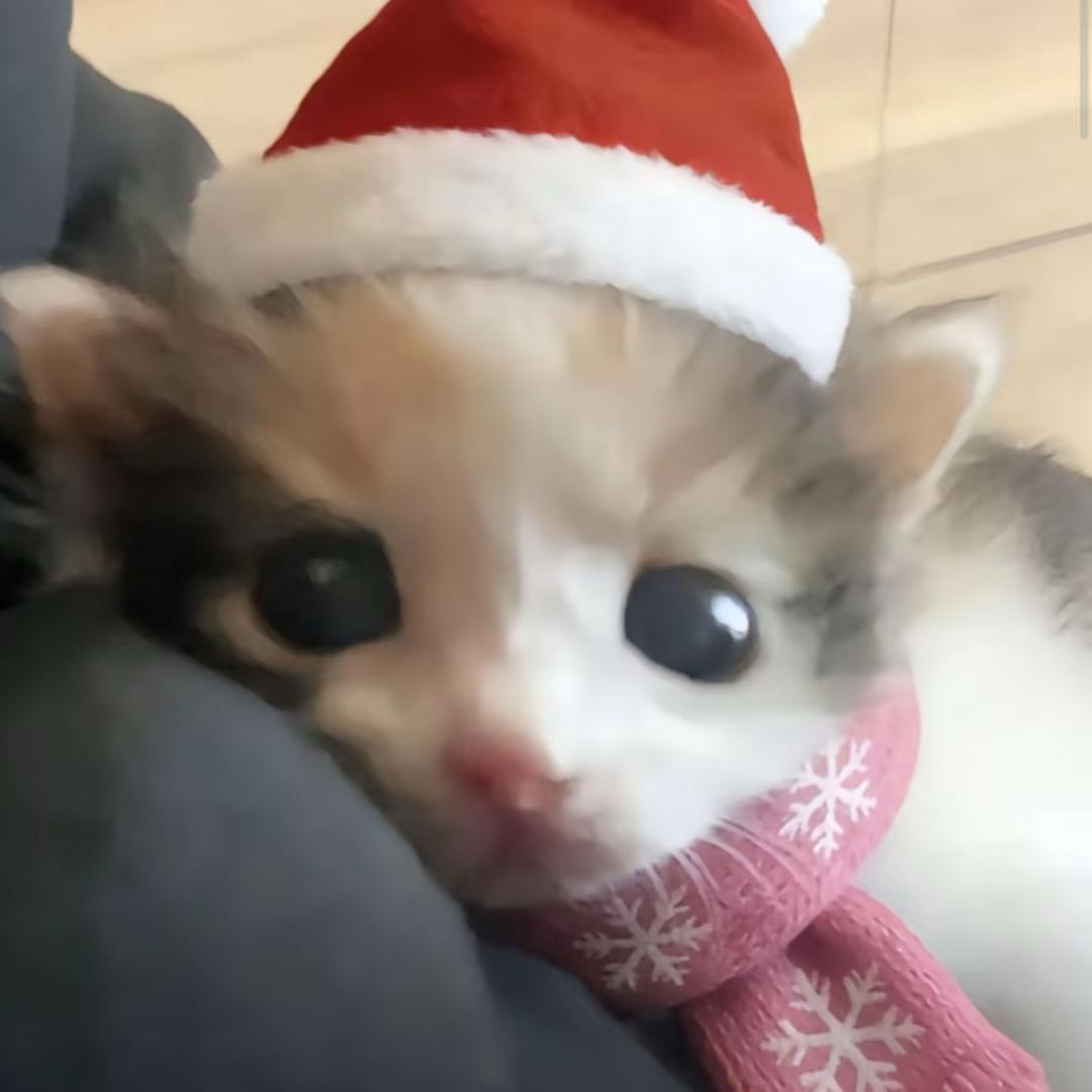 呲牙