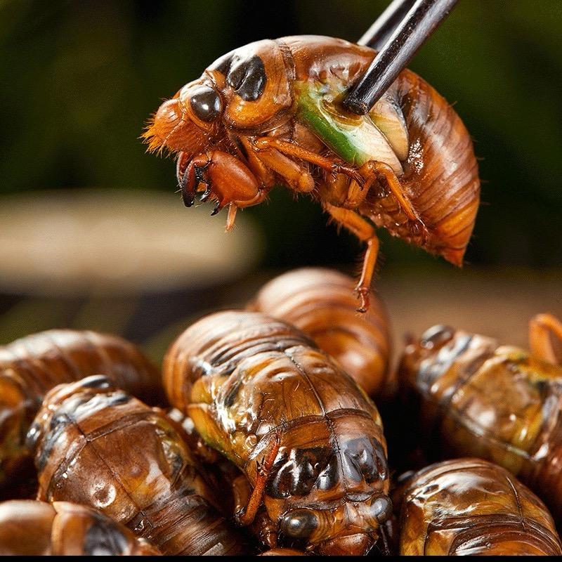 金蝉-知了猴-结了龟