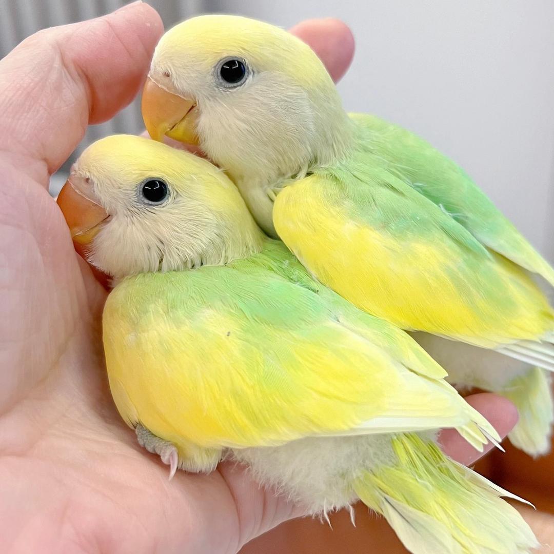 拾光萌宠手养牡丹鹦鹉