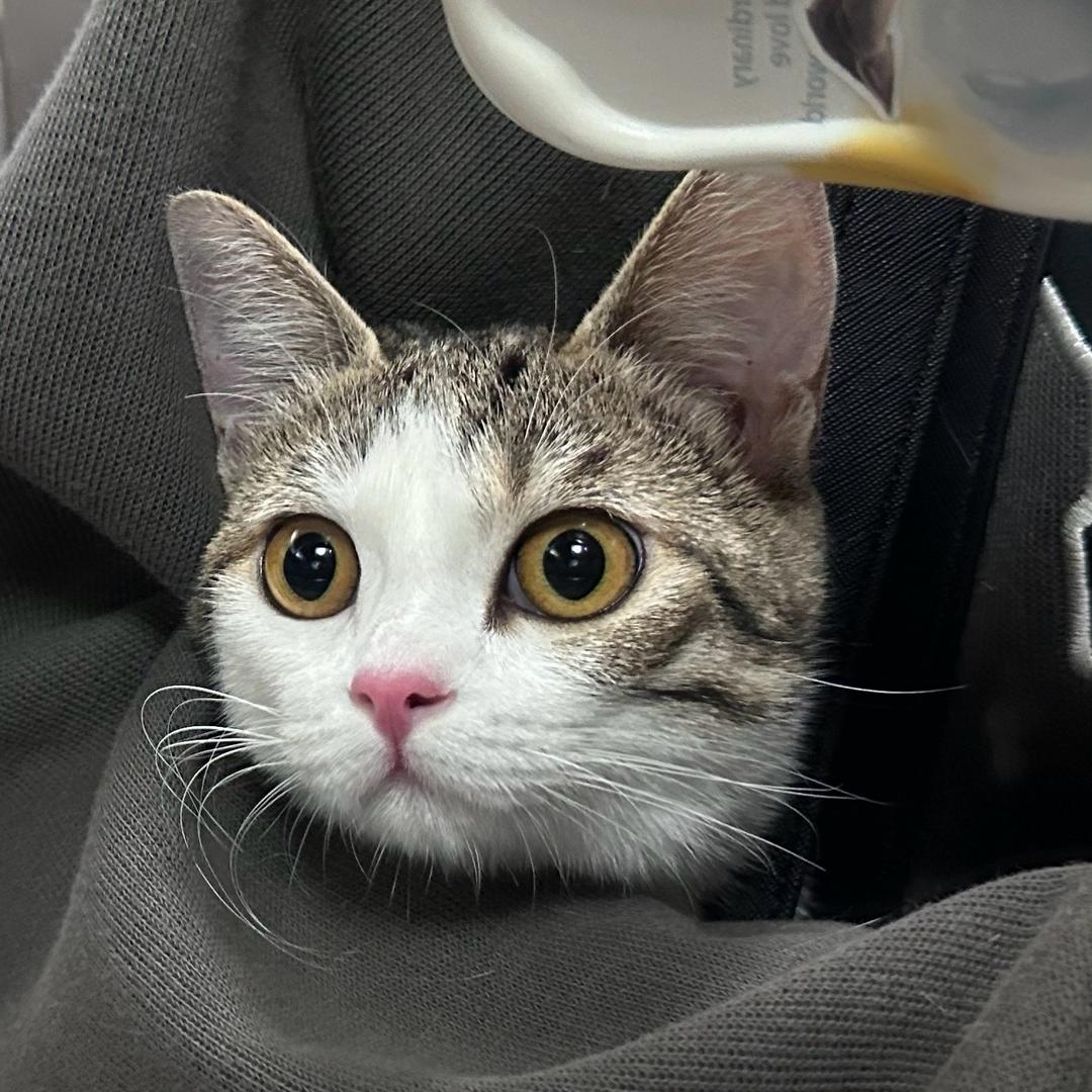 纯爱表白火龙果