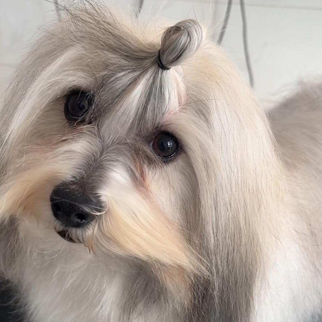 威武