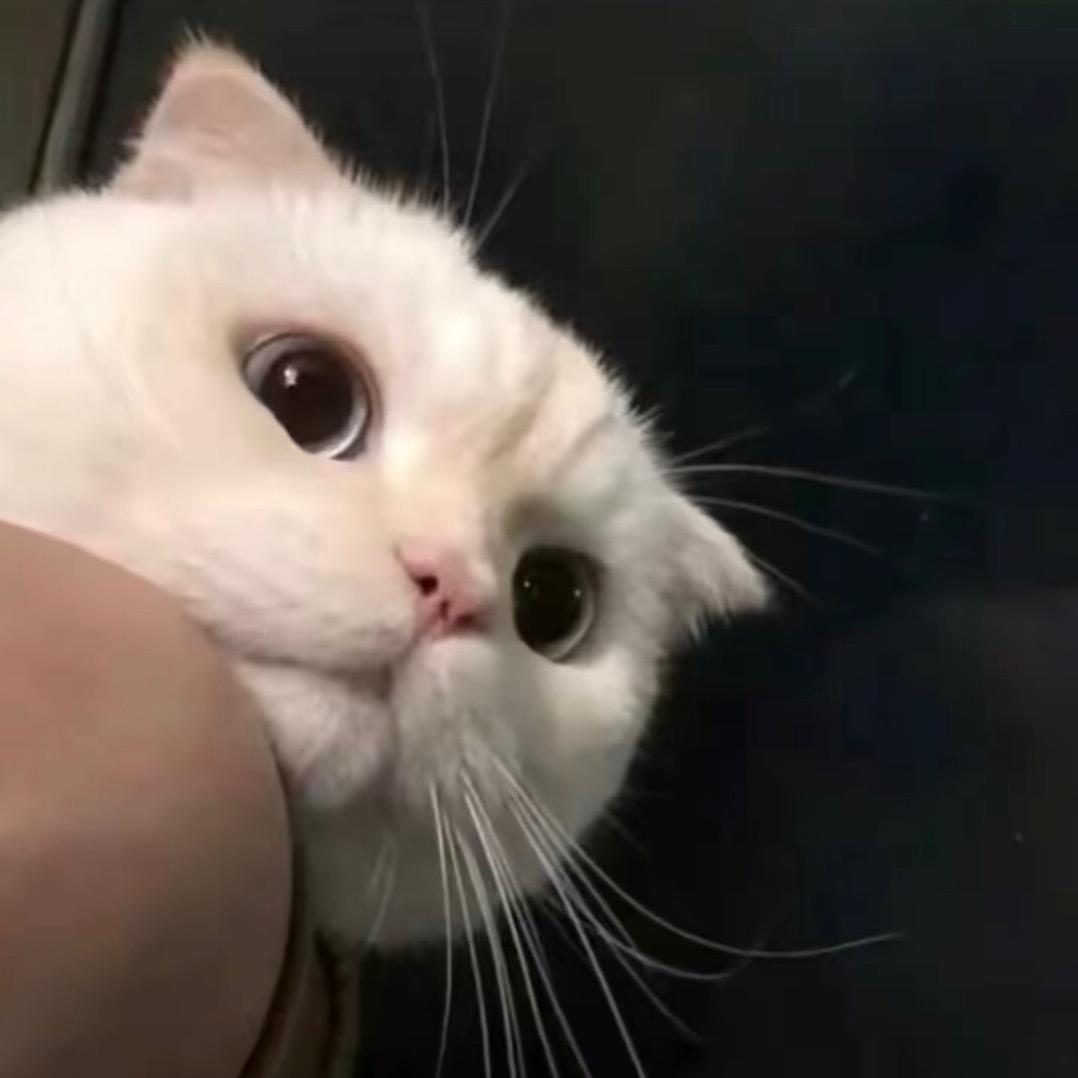 肉肉