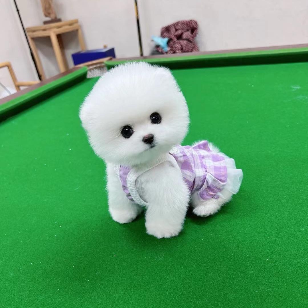 糖糖家 💕韩系比熊 博美