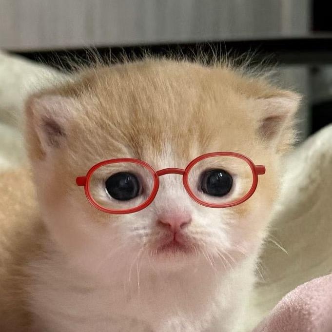 动了谁的火鸡面