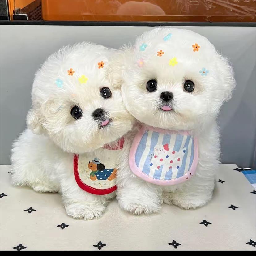 阿猫阿狗