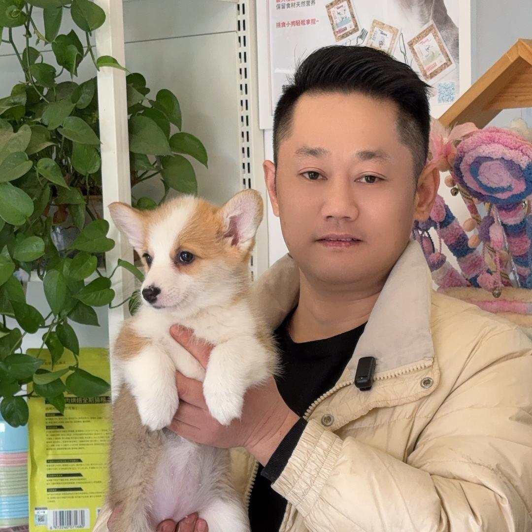 成都勇哥宠物繁育（直播号1）