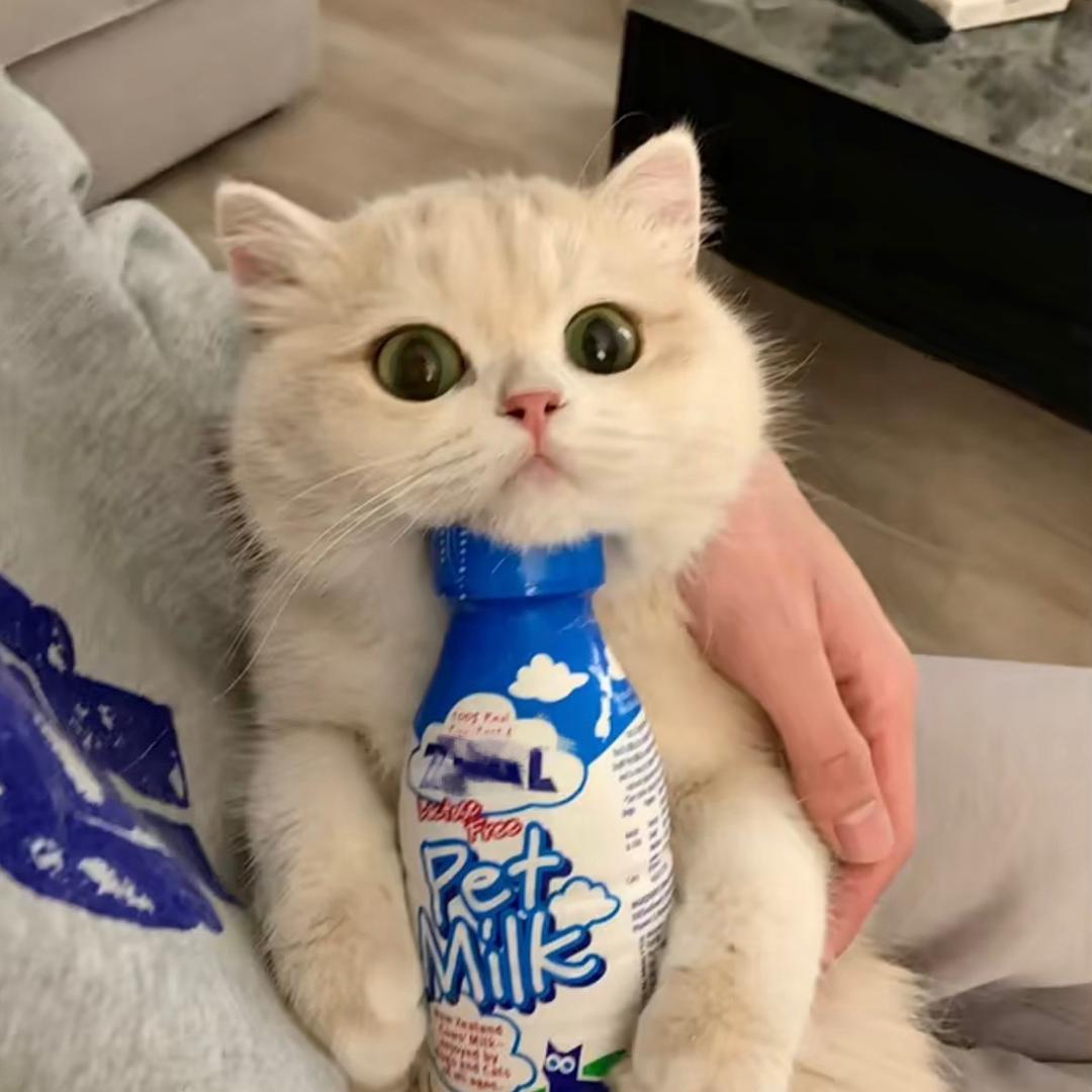 薄荷猫猫甜不甜@抖音