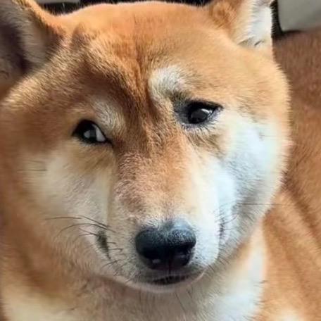 三天饿九顿🐺