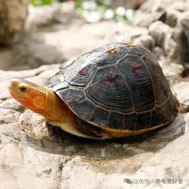 铭皓龟业养殖基地