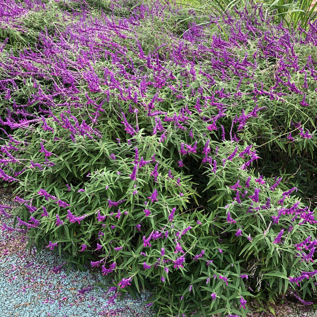 🎀ℒᎭℯ⃝Tang🎀࿐