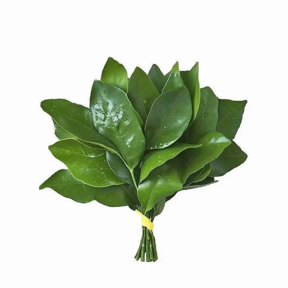 ᝰડꪑꪹ꪿ꪶꫀ🍃