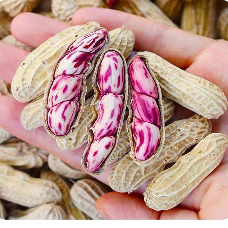 宁化卖七彩花生的小丑鸭