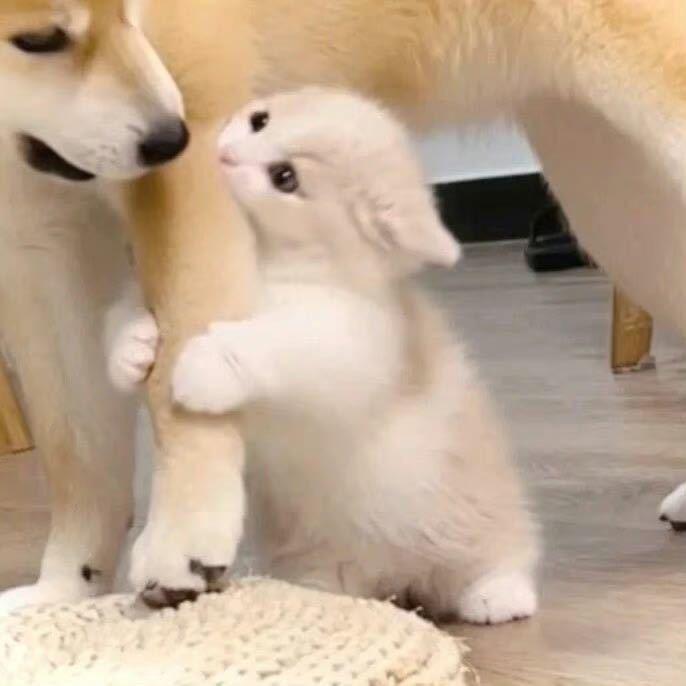鹿遥