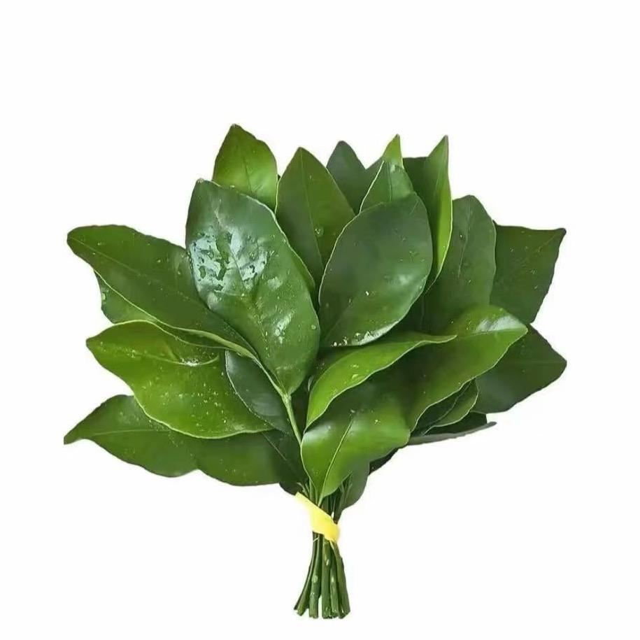 哦包菜-