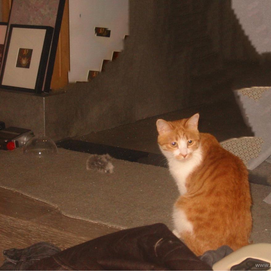 屁屁屁屁（见过易烊千玺版