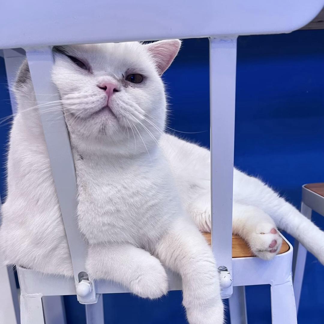 zzzz