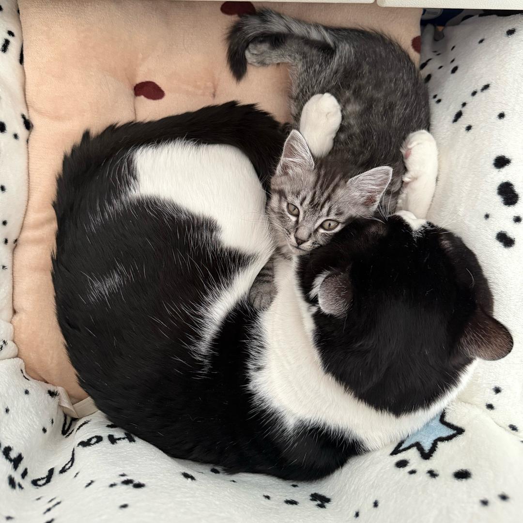 多多是只猫
