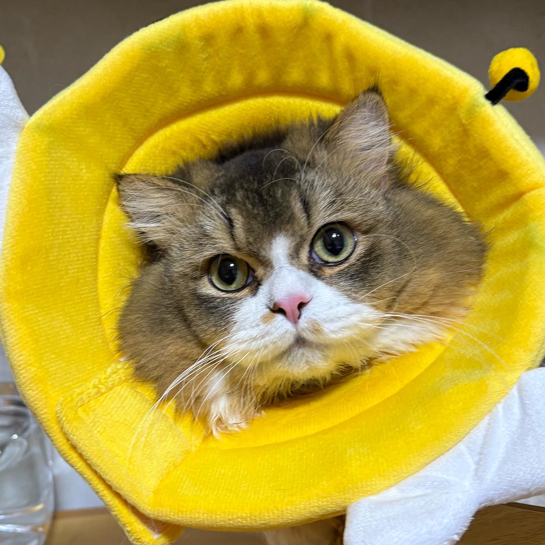 胖丁有颗好吃痣