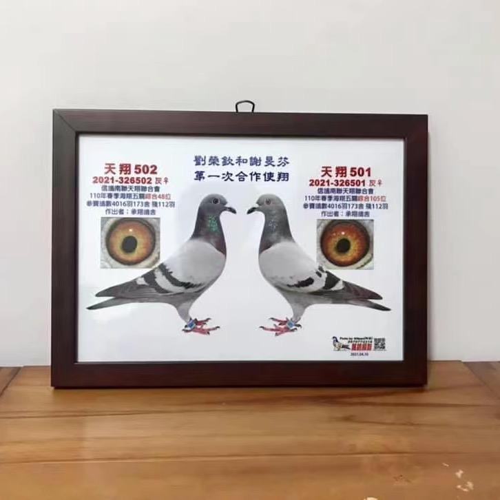 一手台鸽