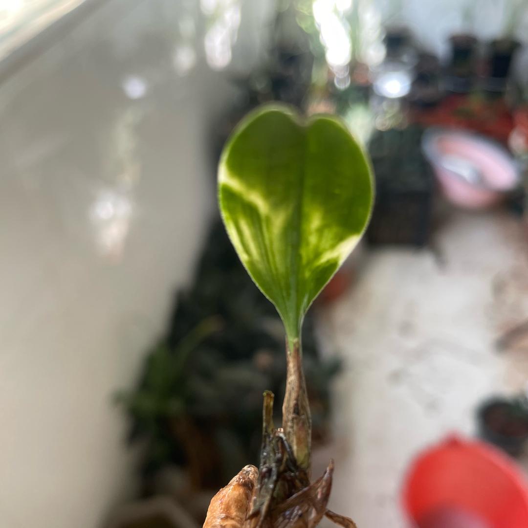 求个上上签