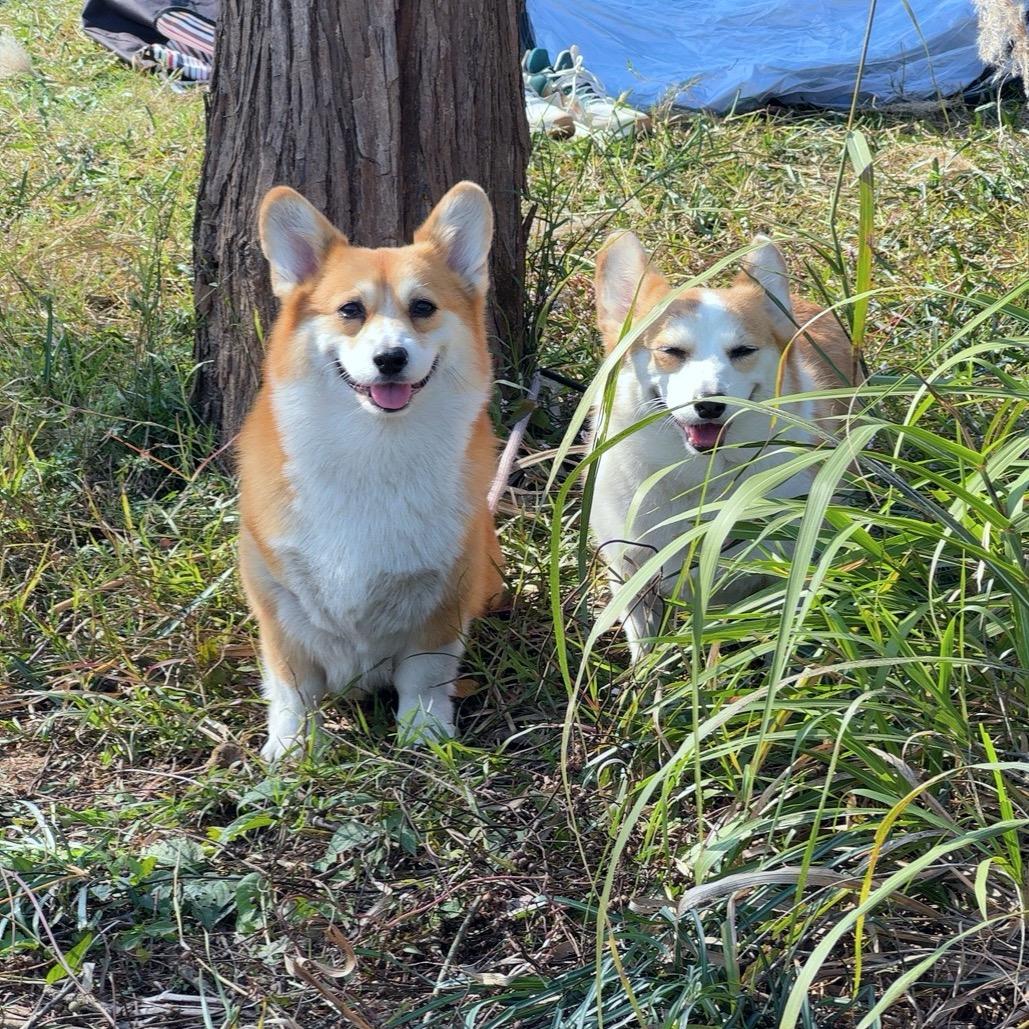 团团圆圆的快乐时光🐶
