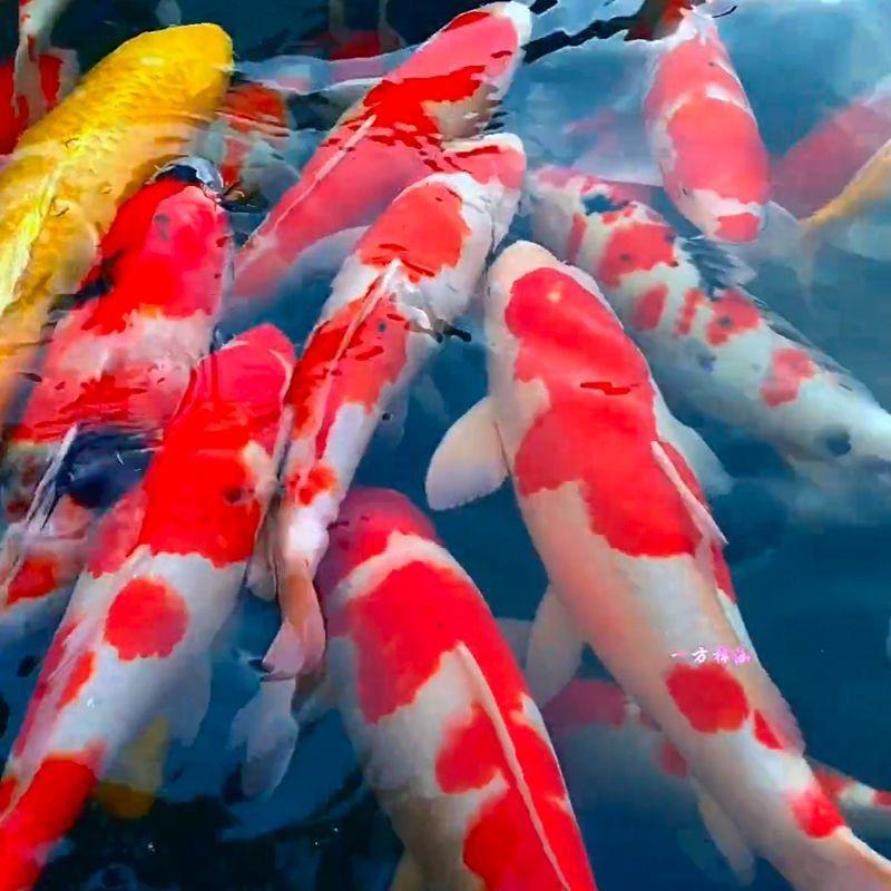 海川锦鲤观赏鱼