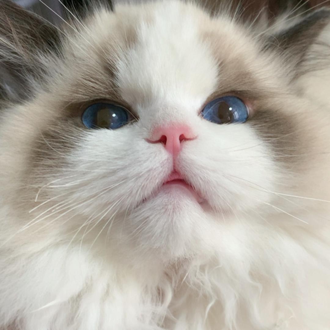 浩子家的🐱