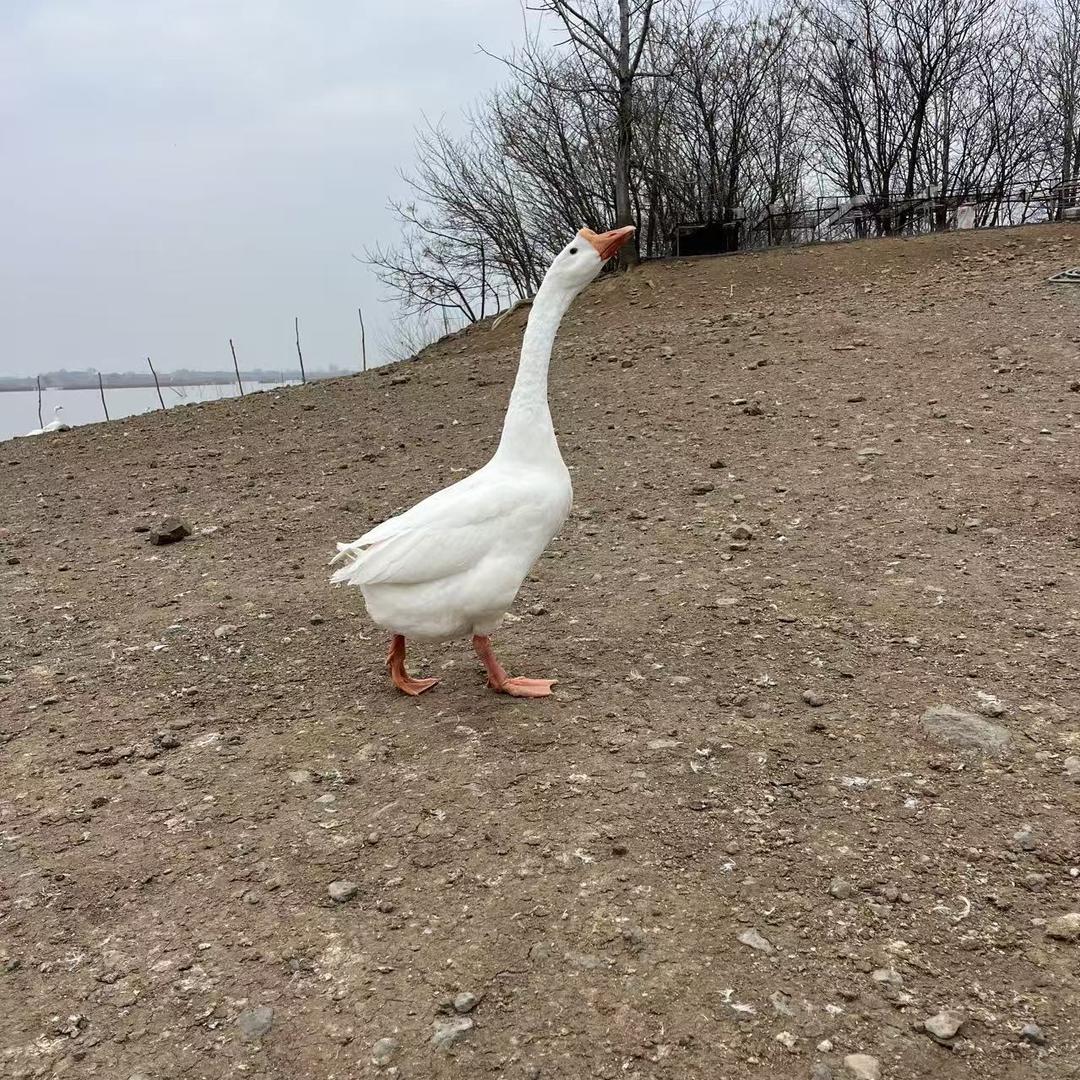 百子鹅养殖场