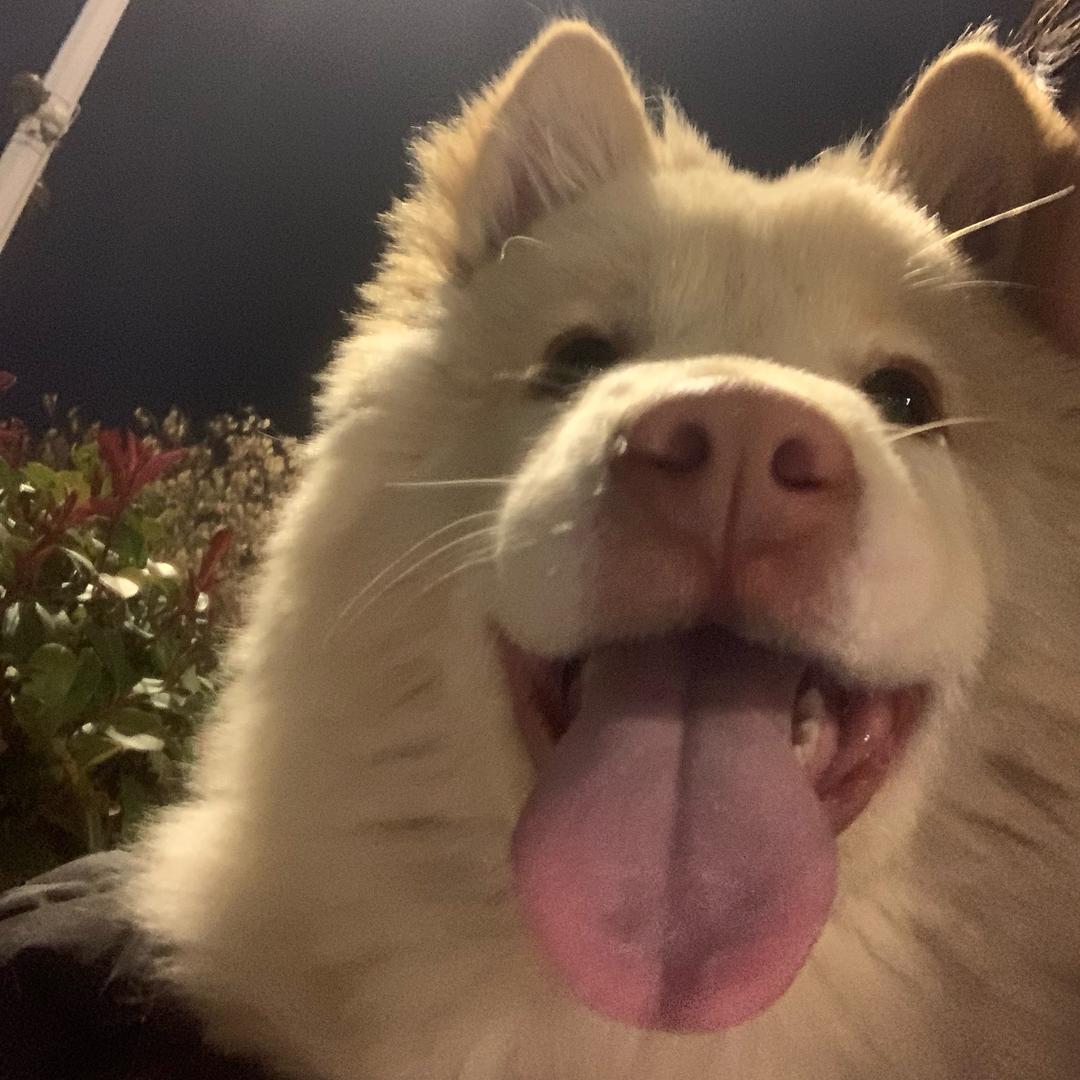 鑫鑫子