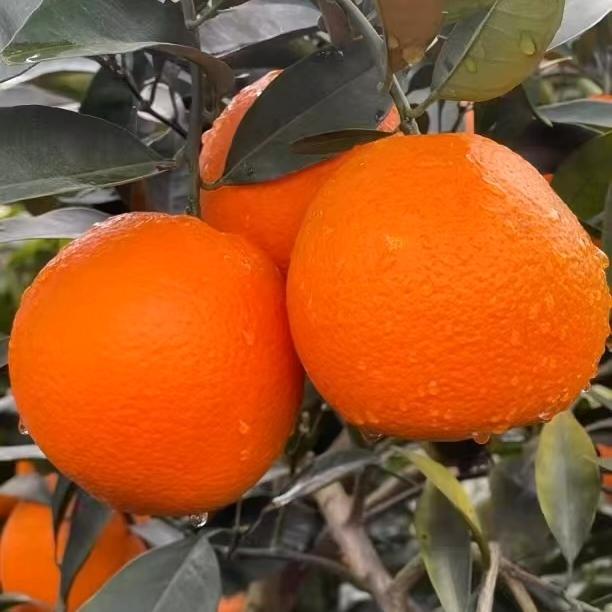 奉节琳妹子经营小店