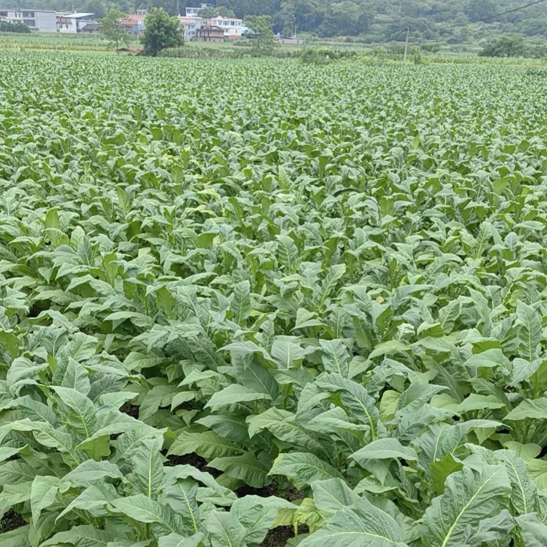 风吹草低见牛羊