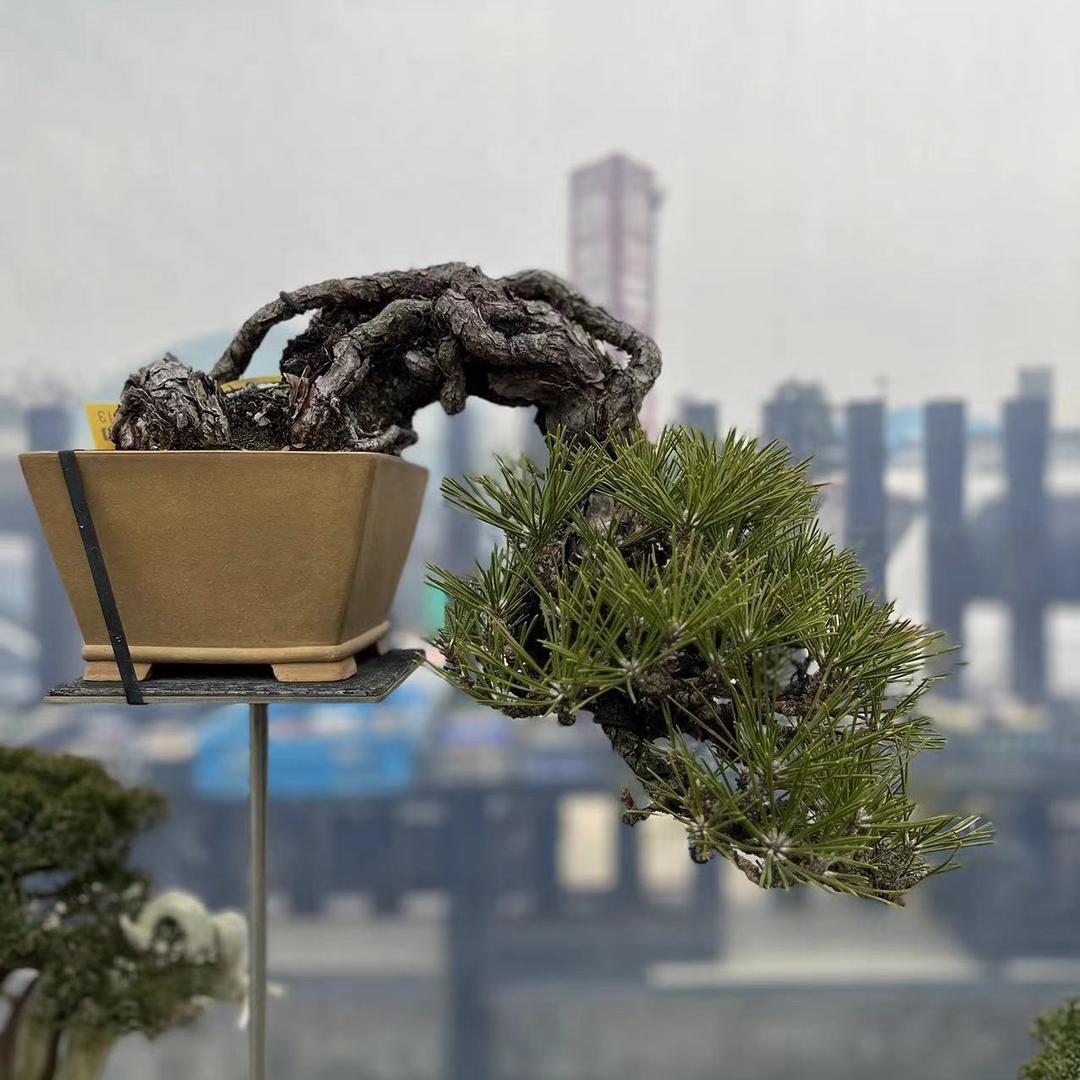多景苔盆景