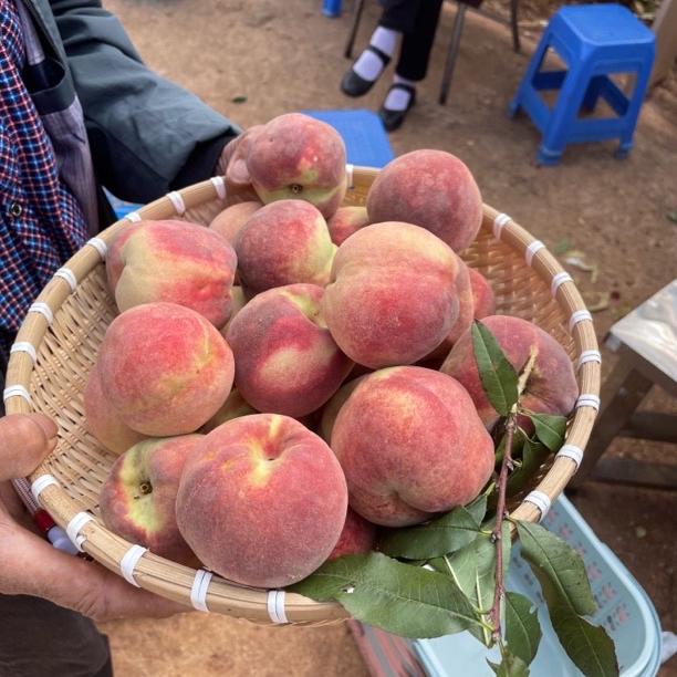 雲南个子哥农产品