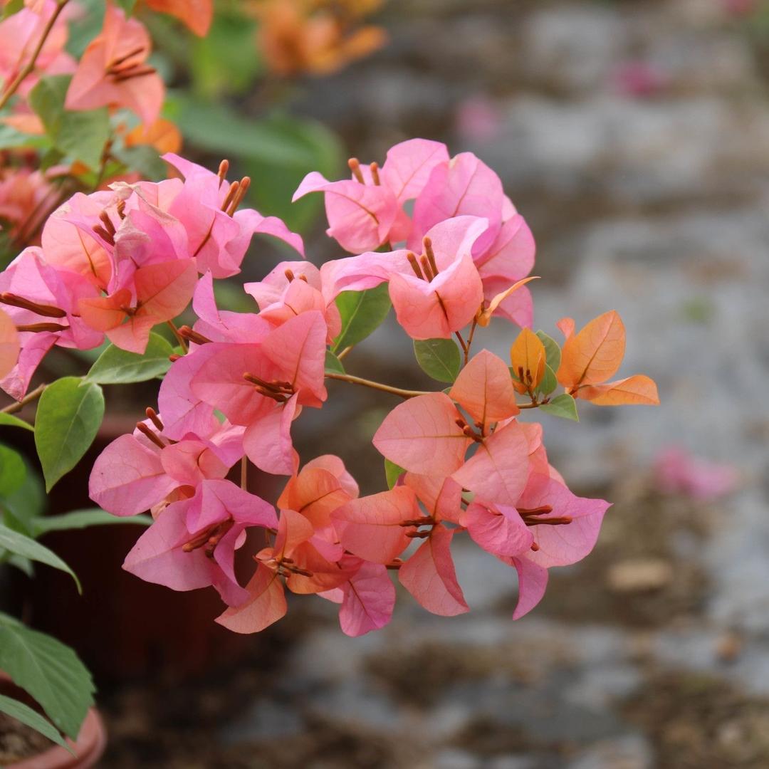 拾香花木