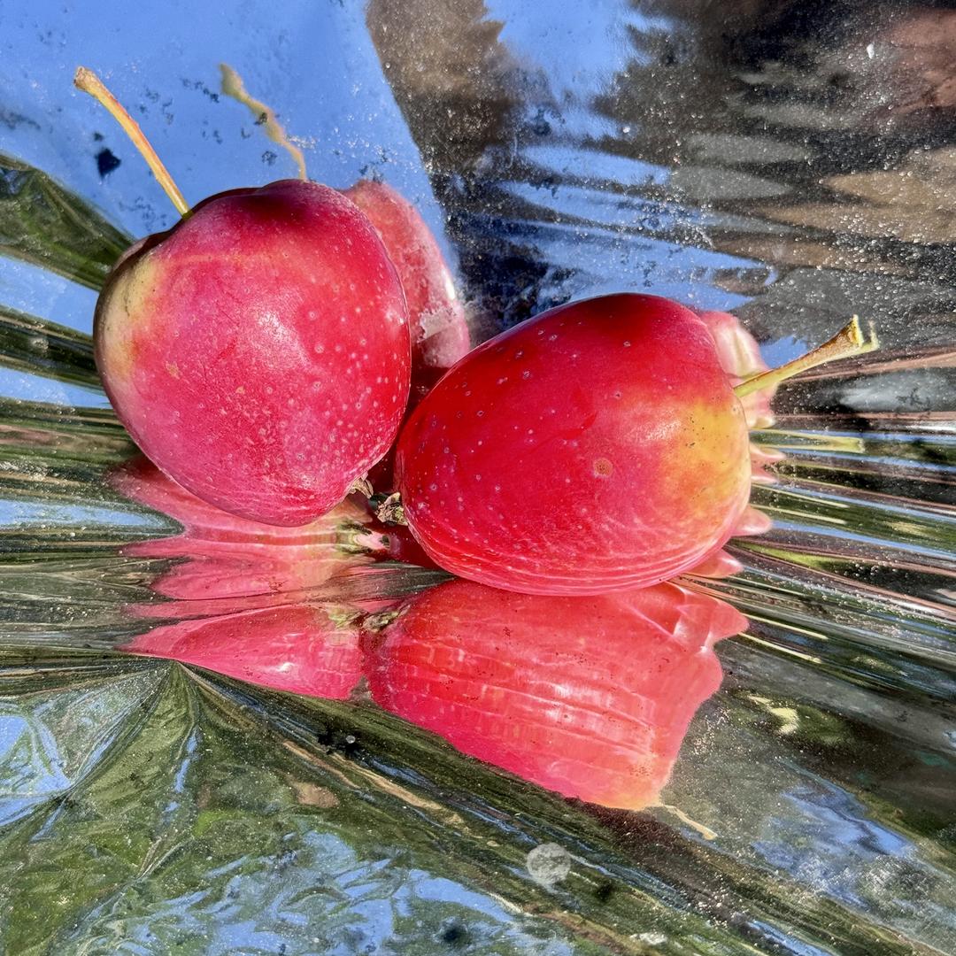 塞外红农林优选