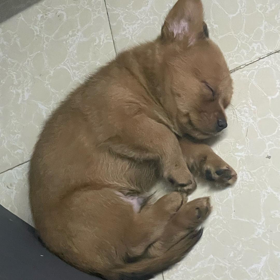 小不点