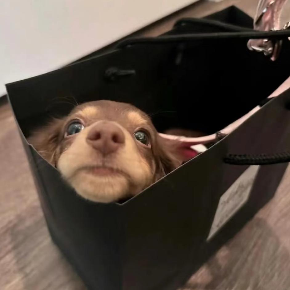 🐷✘%