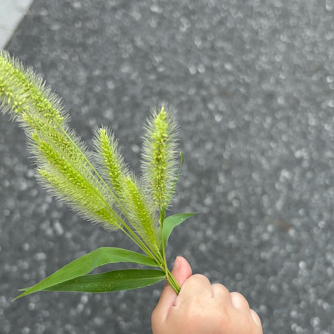 绵羊小姐