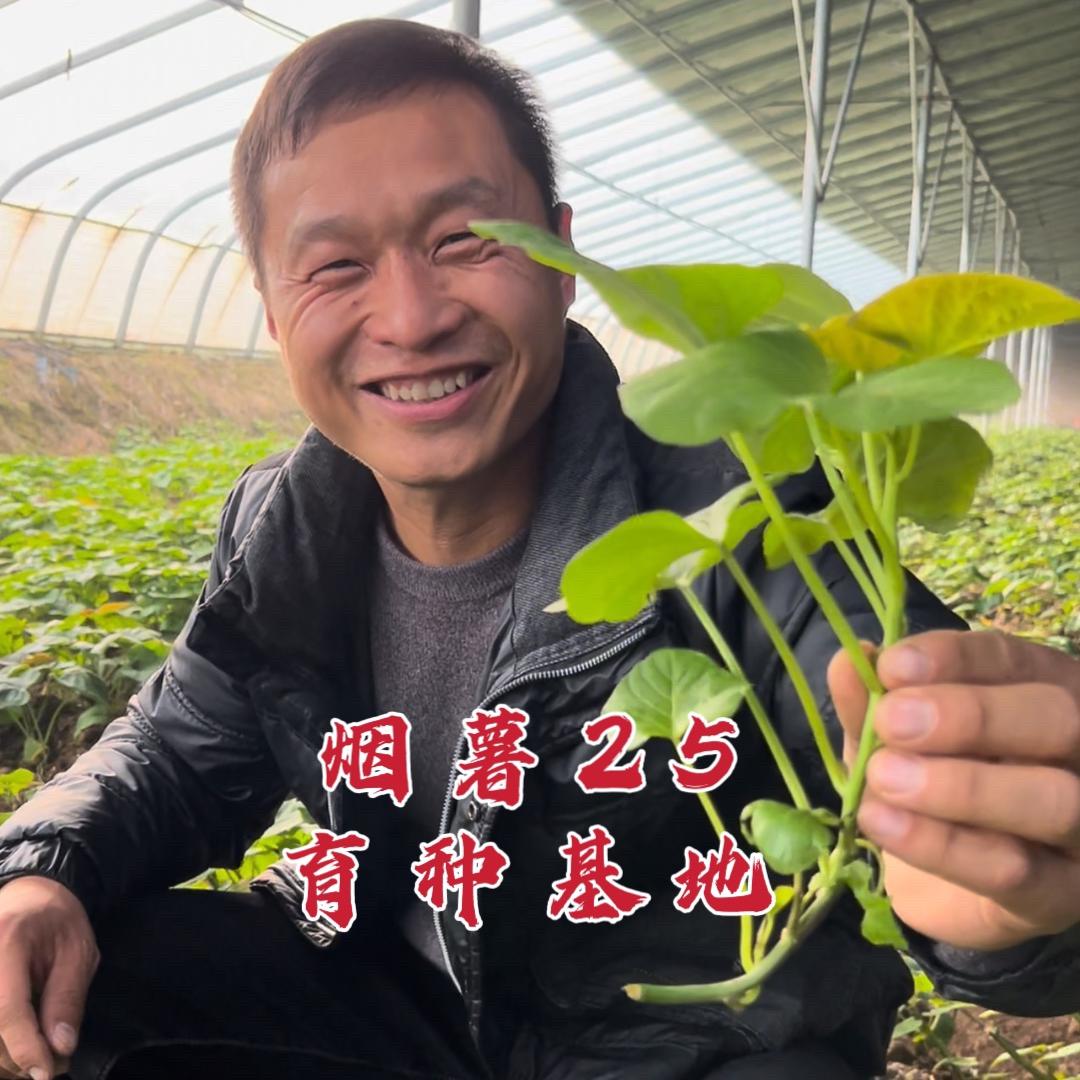 慧农种业烟薯25育种基地｜纪远