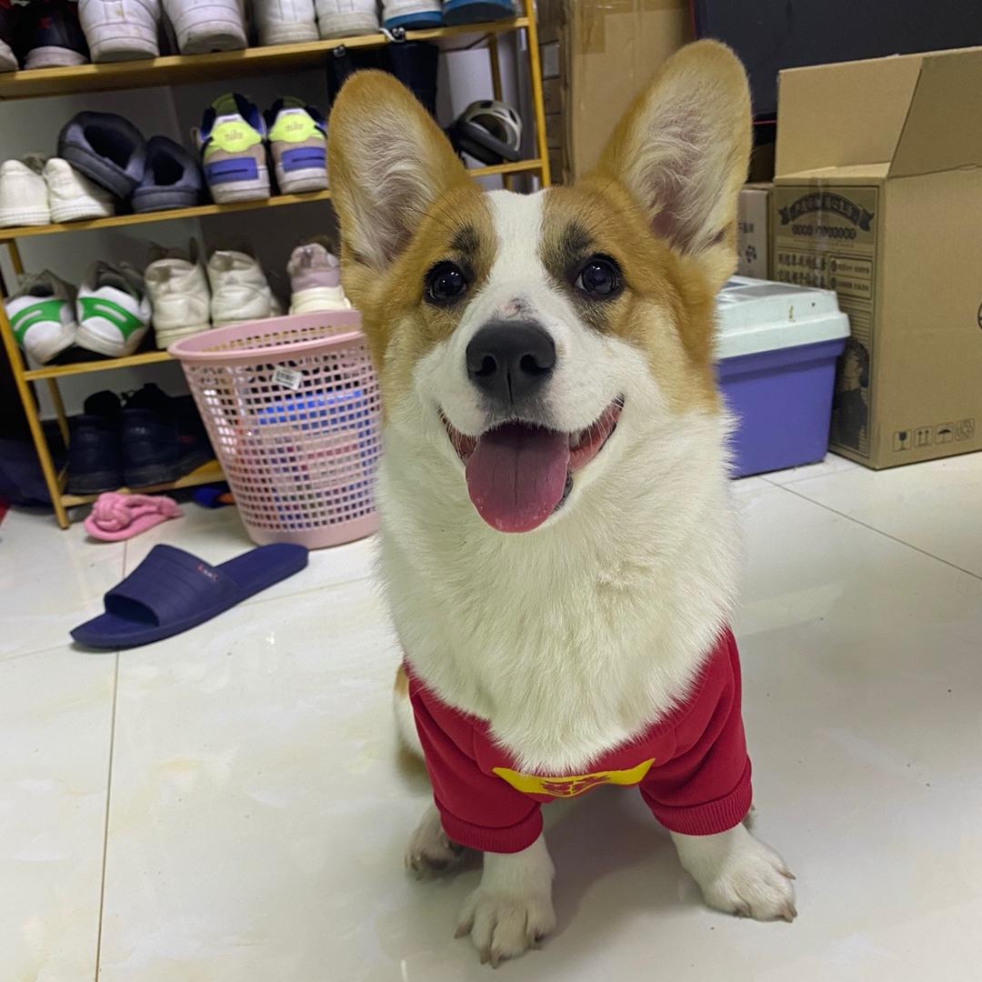 豆奶的黑眼圈