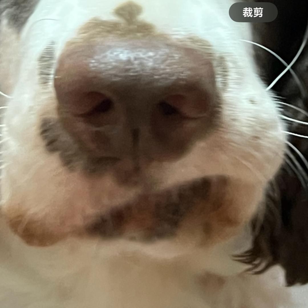 小路小鹿