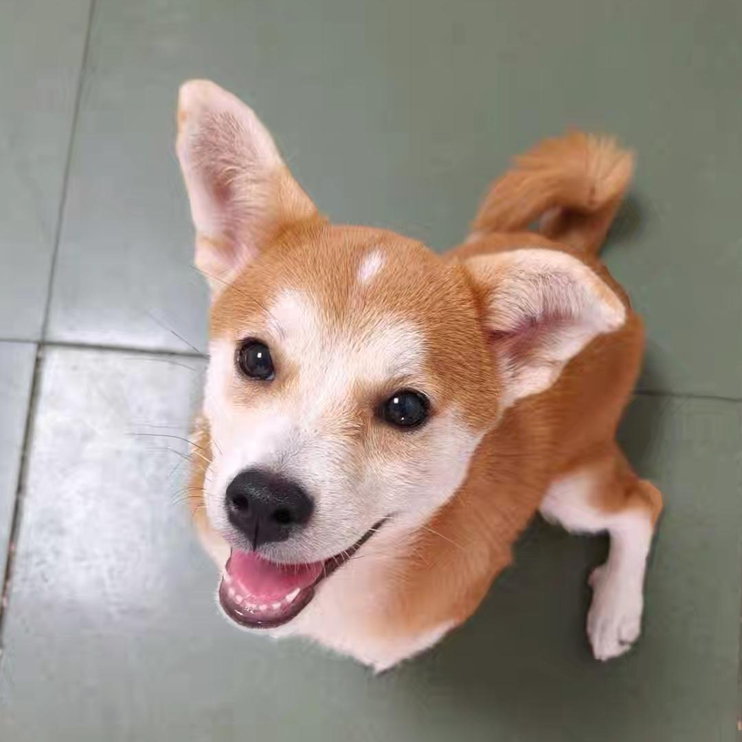 家有俩傻黄